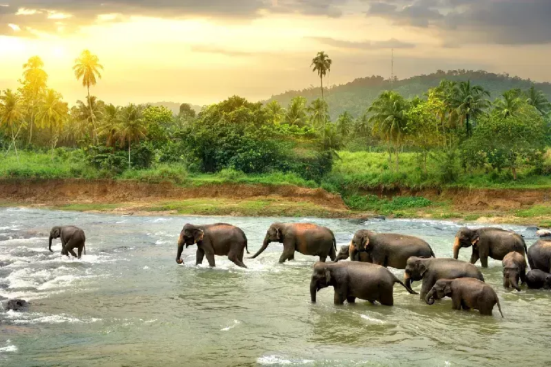 Sri Lanka Selvaggio: 16 Giorni di Pura Avventura